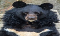 울산 곰 3마리 탈출…사육농장 60대 부부 공격받아 사망