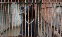 ‘곰 탈출 반복’ 농장 인명피해…정부·국회 안이함이 낳은 비극