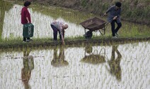 ‘경작지 절반’ 쌀 농사, 유기농 전환할 수 있을까?