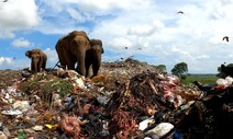 쓰레기로 배채우다 스러지는 코끼리들...“비닐로 장폐색”