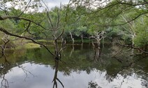 ‘제주 곶자왈’은 지하수 함양지대…“내린 빗물 42% 저장”