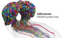 초파리 ‘뇌 지도’ 12년 걸려 완성…인간 뇌는 가능할까?