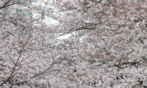 열흘 빨리 핀 벚꽃…경기 4월 초까지 ‘활짝’