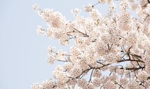 고요한 벚꽃 명소…“꽃잎 흩날리는 소리 들릴 정도”