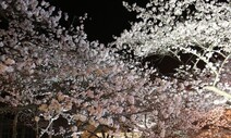 밤에 더 고요한 ‘벚꽃 명당’…“꽃잎 흩날리는 소리 들릴 정도”