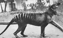 호주 ‘주머니 늑대’, 멸종 뒤 수십 년 동안 살아있었다
