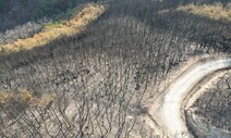“불쏘시개 소나무만 남긴 숲가꾸기 정책, 이젠 재검토해야”