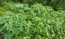 상수리나무의 10배나 탄소흡수…‘양삼’을 심자 [전범선의 풀무질]