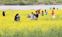 빈 땅만 보이면 유채꽃 심는 충북…제주 따라하다 환경훼손 논란