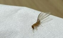 강남 주택에 나타난 곤충 ‘마른나무흰개미과’로…“긴급 방제”