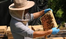 도시의 ‘꿀벌 집사들’…“꿀벌님들 편안해야 지구도 편안” [ESC]