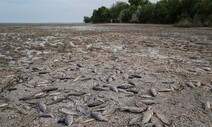“우크라 댐 붕괴, 3억명 굶을 위기”…홍수가 1만㏊ 삼켰다