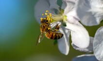 응애가 주범?…1년 동안 미국 꿀벌 절반이 죽었다