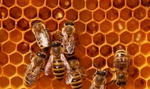 꿀벌, 벌의 극히 일부일 뿐…꿀벌실종 대책이 ‘벌’ 죽일라
