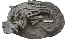[포토] 오소리가 공룡 잡아먹으려…1억년 전 화석에 생생히