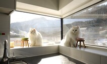 고양이랑 같이 살자냥…인간과 동물의 동거 고민하는 건축가들