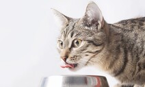 고양이 AI 감염 부른 생식사료, 계속 먹어도 되냐옹?