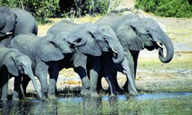 코뿔소 등에 올라타는 코끼리…상아사냥이 만든 비극