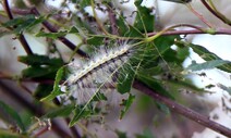 9월 유난히 덥더니…송충이 닮은 미국흰불나방 ‘3번째 알까기’