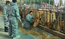 경기도, 도내 소 47만여 마리에 ‘럼피스킨병’ 백신 접종 완료