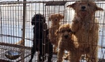 ‘강아지공장’ 부른 아기동물 소비…6개월 미만 판매금지법 뜬다