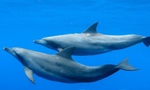 남방큰돌고래가 여는 인간-지구 공존의 길