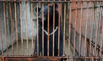 20년 감금, 탈출 두 시간 만에 사살된 곰…“웅담 산업 끝내야”