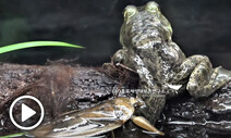 덩치 3배 황소개구리도 잡아먹는 곤충, ‘물장군’의 겨우살이