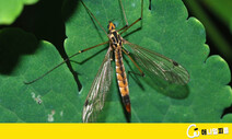별명이 ‘왕모기’여서 억울한 곤충…각다귀를 위한 변명