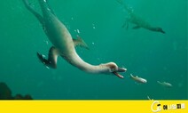 잠수 사냥 ‘유선형’ 육식공룡 첫 발견…오리만 한데 이는 100개