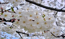 벚나무, 왕벚나무, 일본 왕벚나무…이것만 알면 구분할 수 있대!
