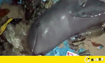 페트병·비닐 위에서 숨진 강돌고래의 ‘아픈 미소’