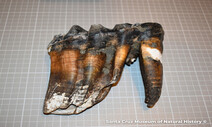 1만1천년 전 북미 코끼리, 어금니만 30㎝…이빨 화석 발견