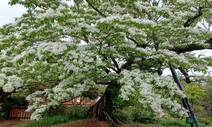 벼락 맞고도 꽃 만개한 500살 이팝나무…‘0.005% 희귀 성별’