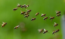 실종됐다던 벌, 꿀은 3배나 늘어…‘집단폐사 미스터리’ 진실은