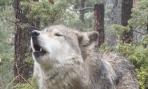 미국 가정집서 키우던 ‘늑대개’에 물려 3개월 아기 숨져