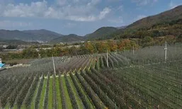경북 산불로 탄 과수원 244㏊ 미래형으로 재조성