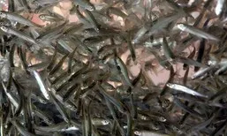 “평택 남양호에서 빙어가 사라졌다”