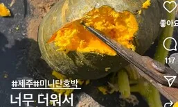 밭에서 이미 ‘찐 단호박’ 주렁주렁 열려…“이런 여름은 처음”