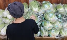 금배추, 은금치…폭염·폭우에 시금치 172%↑ 배추 52%↑