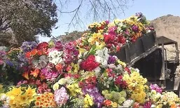 “추석 성묘 때 헌화, 플라스틱 조화 말고 생화로 하세요”