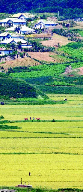  across which rice plants remain a healthy yellow color in spite of flooding