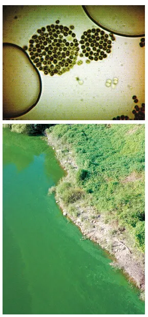  the Hankyoreh teamed with Green Korea United on an investigation that found specimens of the cyanobacteria Microcystis as far north as Daegu. Microcystis is known to be a toxin that causes liver disease.