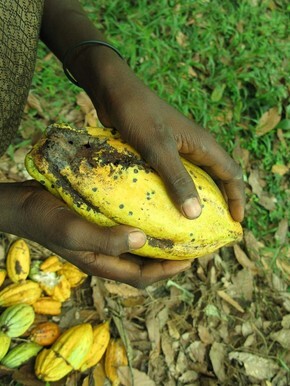 에브라임이 딴 카카오 열매. 잘 익은 카카오는 품종에 따라 노란색이나 붉은색을 띤다.