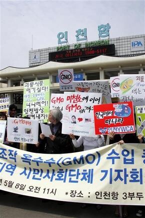 유전자 변형(GMO) 옥수수 수입을 반대하는 집회 모습. 연합