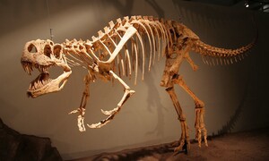 [오철우의 과학풍경] 공룡 화석과 아프리카인의 토착 지식