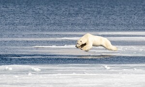 다이빙하는 북극곰의 비밀