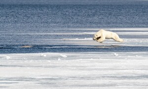 흰고래를 향한 북극곰 ‘단체 다이빙’ 보셨나요?