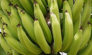 유전자 변형 바나나가 온다…호주, 세계 첫 승인