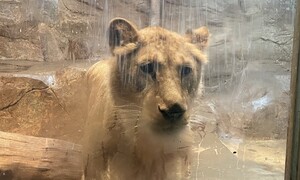 [현장] 사자 ‘바람이’ 살던 부경동물원…백호는 심장약을 먹어야 했다